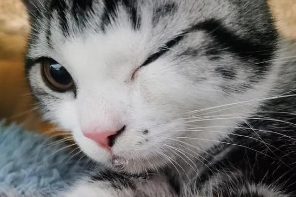 猫咪会吐食的原因，主要是进食过多或过快、体内出现寄生虫等因素所致