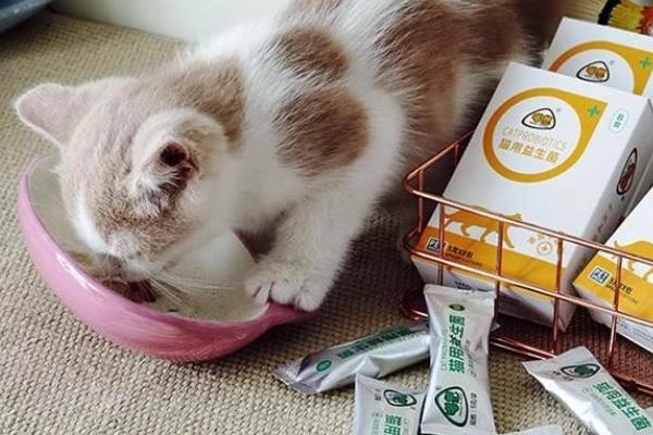 猫咪会吐食的原因，主要是进食过多或过快、体内出现寄生虫等因素所致