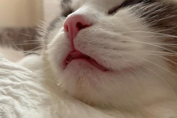 猫咪会吐食的原因，主要是进食过多或过快、体内出现寄生虫等因素所致