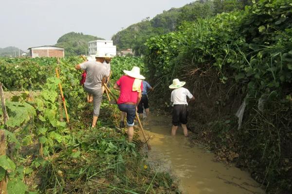 香芋田间管理技术，在生长期间需水量大