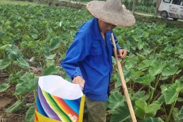 香芋田间管理技术，在生长期间需水量大