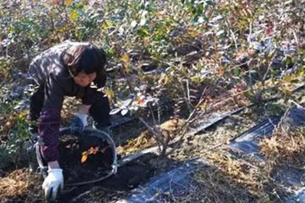 蓝莓冬季怎么施肥，入冬时追施有机肥有利于植株越冬