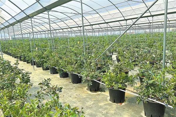 蓝莓冬季怎么施肥，入冬时追施有机肥有利于植株越冬