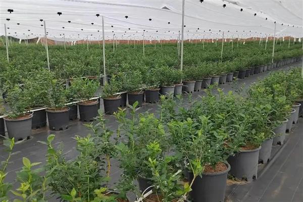 蓝莓冬季怎么施肥，入冬时追施有机肥有利于植株越冬