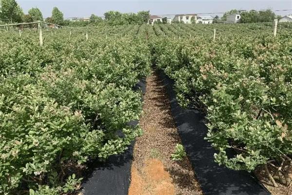 蓝莓冬季怎么施肥，入冬时追施有机肥有利于植株越冬