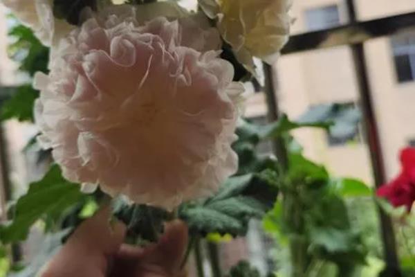 蜀葵要不要打顶，蜀葵需要进行打顶