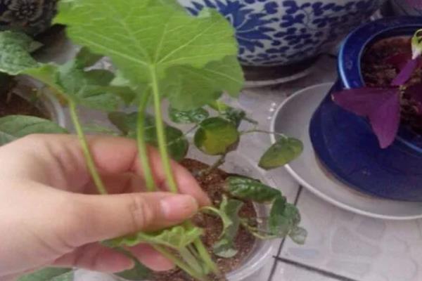 蜀葵要不要打顶，蜀葵需要进行打顶