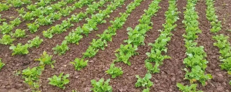 种油菜多宽一棵，行株距需根据具体情况进行调整