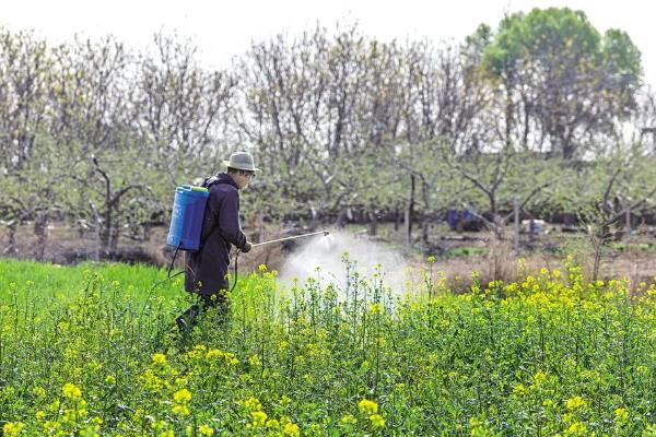 种油菜多宽一棵，行株距需根据具体情况进行调整