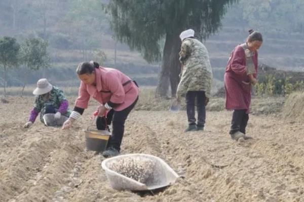 种油菜多宽一棵，行株距需根据具体情况进行调整