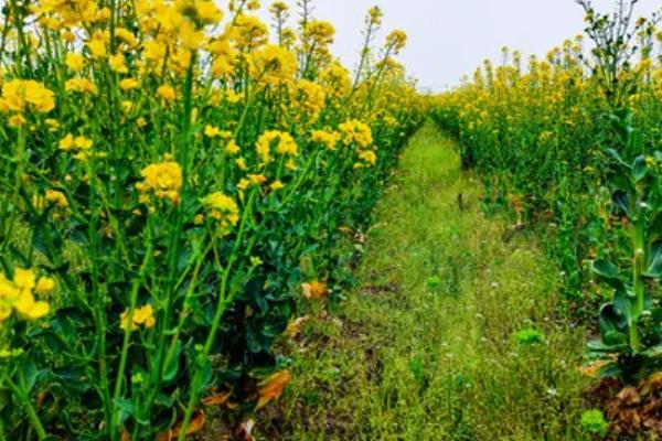 种油菜多宽一棵，行株距需根据具体情况进行调整