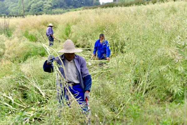 种油菜多宽一棵，行株距需根据具体情况进行调整