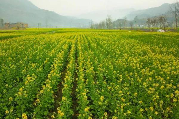种油菜多宽一棵，行株距需根据具体情况进行调整