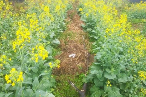 种油菜多宽一棵，行株距需根据具体情况进行调整
