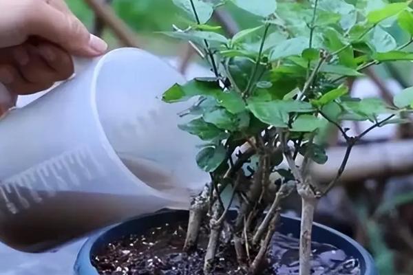 柳树皮的腐熟方法，浸泡消毒后放入容器中密封发酵