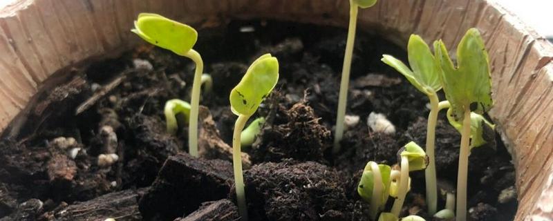 牵牛花是如何生长的，播种后大约3-4天即可发芽