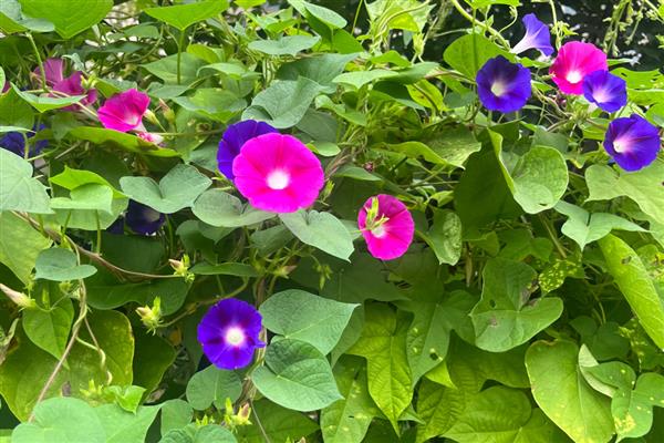 牵牛花是如何生长的，播种后大约3-4天即可发芽