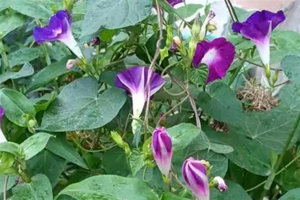 牵牛花是如何生长的，播种后大约3-4天即可发芽