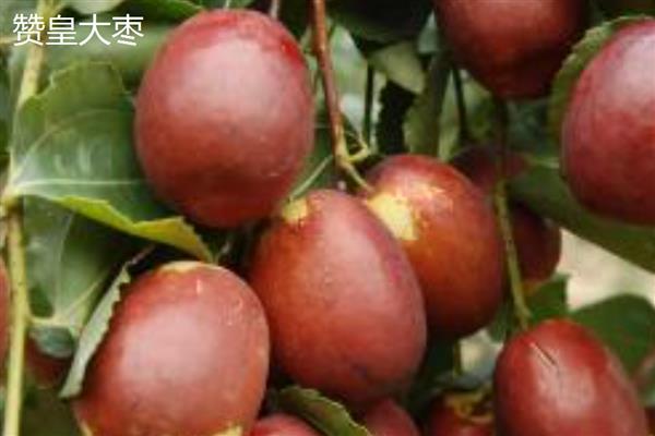 红枣和乌枣的区别，制法、外观、口感均不同