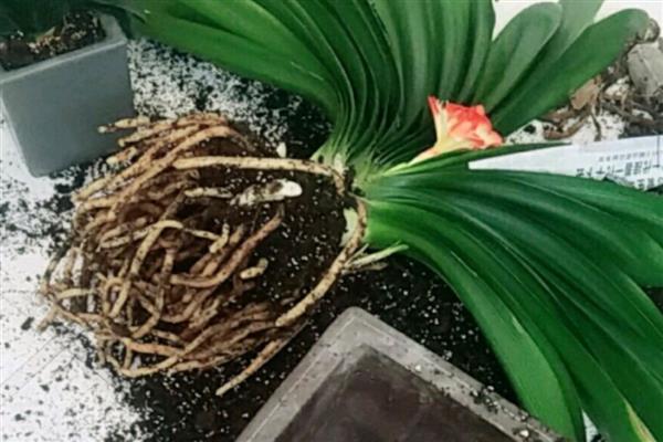 君子兰的养殖方式，花期要定期追施磷酸二氢钾
