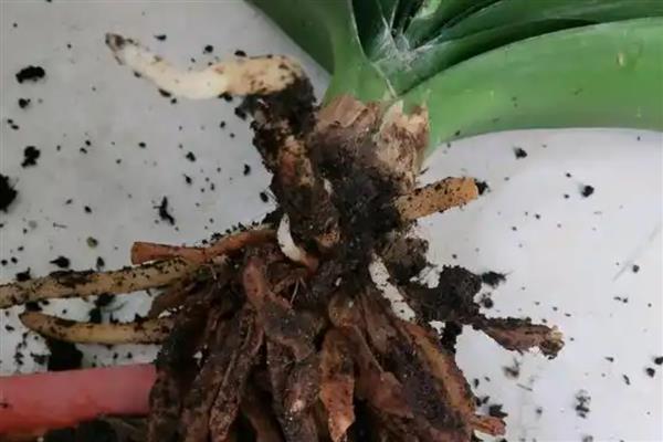 君子兰的养殖方式，花期要定期追施磷酸二氢钾
