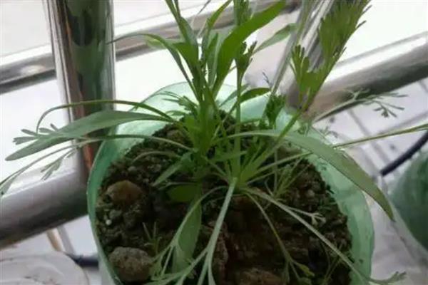 花菱草的播种方法，提前用清水浸种可加快发芽速度