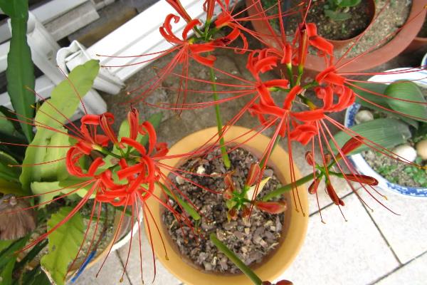 彼岸花的种植方法，种植土壤通常选择黑土