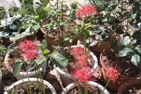 彼岸花的种植方法，种植土壤通常选择黑土