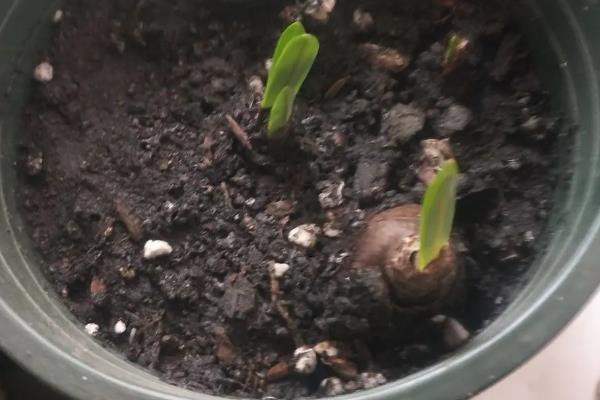 彼岸花的种植方法，种植土壤通常选择黑土