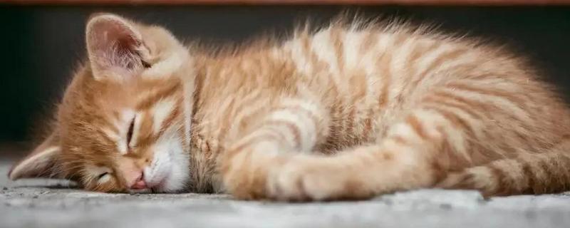 猫咪发抖没精神的原因，可能是应激所致