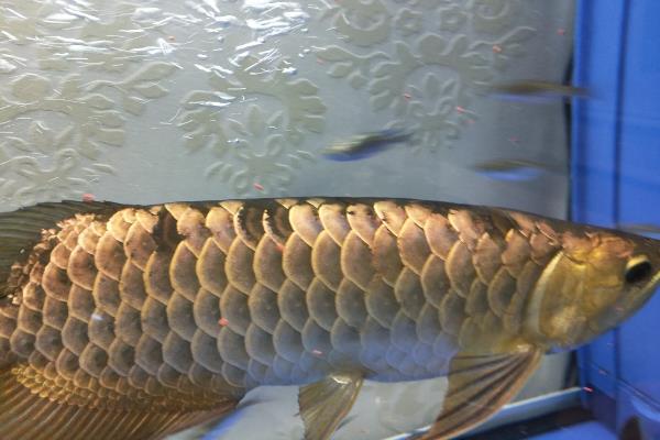 龙鱼鳞片掉了多久能长出来，一般需要1-3个月