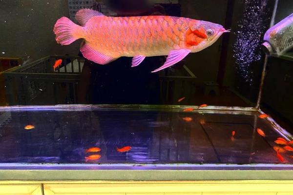 龙鱼鳞片掉了多久能长出来，一般需要1-3个月