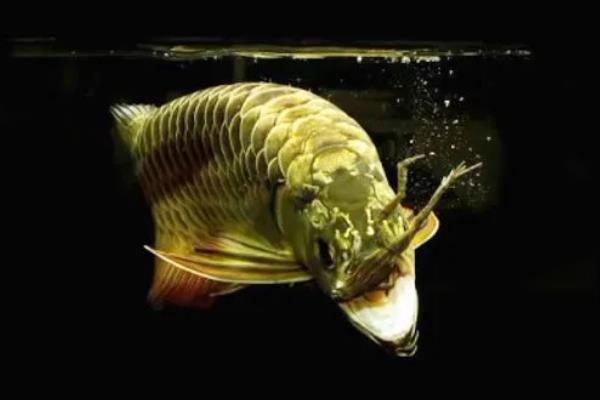 龙鱼鳞片掉了多久能长出来，一般需要1-3个月