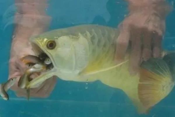 龙鱼鳞片掉了多久能长出来，一般需要1-3个月