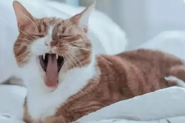 猫咪发抖没精神的原因，可能是应激所致