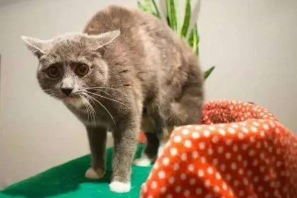 猫咪发抖没精神的原因，可能是应激所致