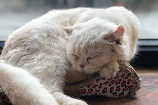 猫咪发抖没精神的原因，可能是应激所致