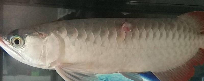 龙鱼鳞片掉了多久能长出来，一般需要1-3个月