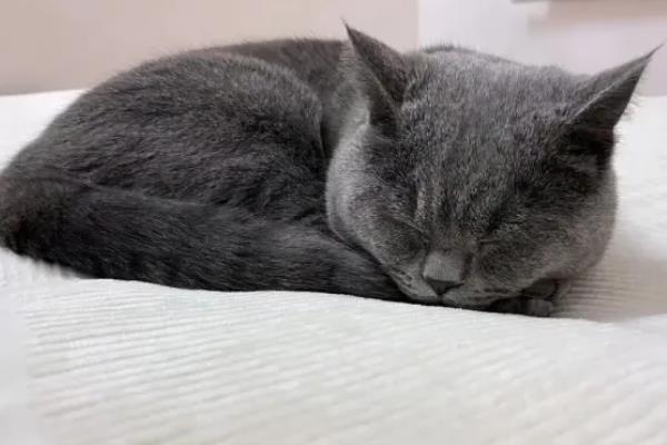 猫咪发抖没精神的原因，可能是应激所致