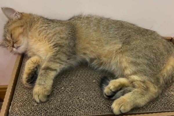 猫咪发抖没精神的原因，可能是应激所致