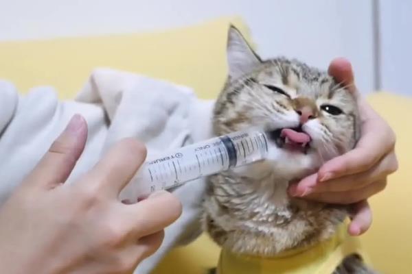 猫咪发抖没精神的原因，可能是应激所致