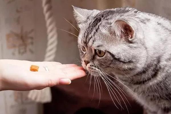猫咪发抖没精神的原因，可能是应激所致