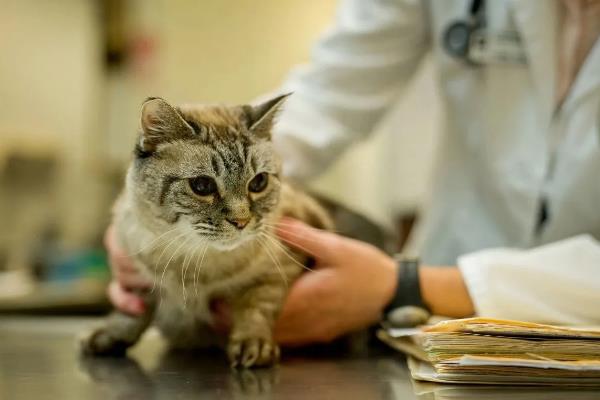 猫咪发抖没精神的原因，可能是应激所致