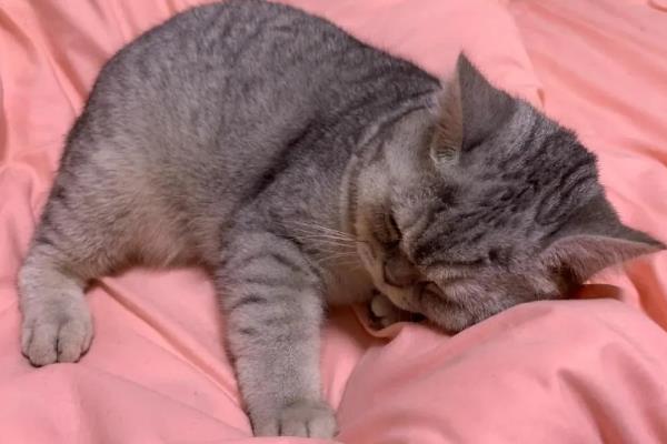 猫咪发抖没精神的原因，可能是应激所致