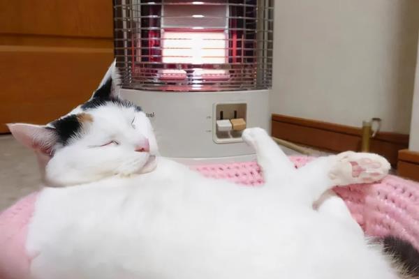 猫咪发抖没精神的原因，可能是应激所致