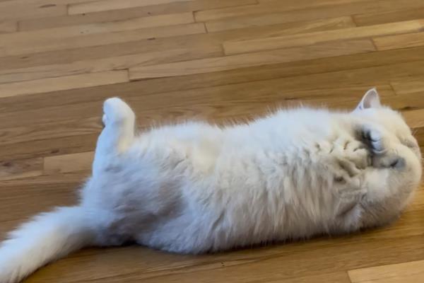 猫咪发抖没精神的原因，可能是应激所致