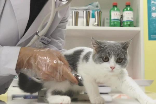 猫咪发抖没精神的原因，可能是应激所致
