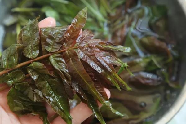 红叶臭椿能不能吃，刚长出的芽叶可以食用