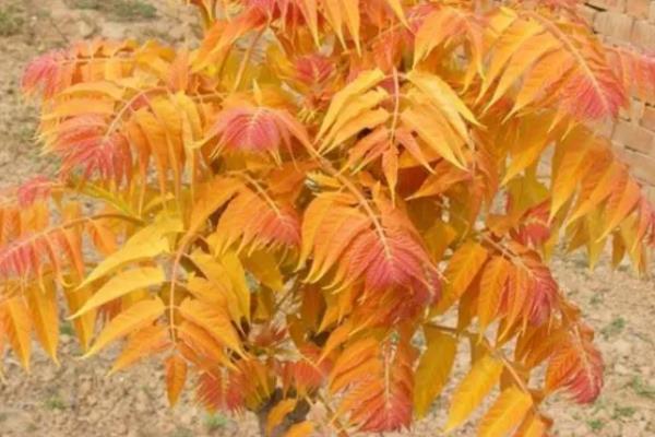 红叶臭椿能不能吃，刚长出的芽叶可以食用