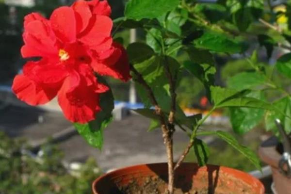 扶桑花花蕾总掉的补救方法，需及时追施肥料